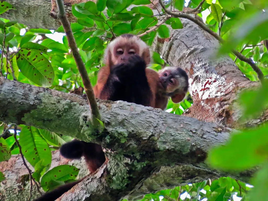 que fazer na Reserva Nacional de Tambopata