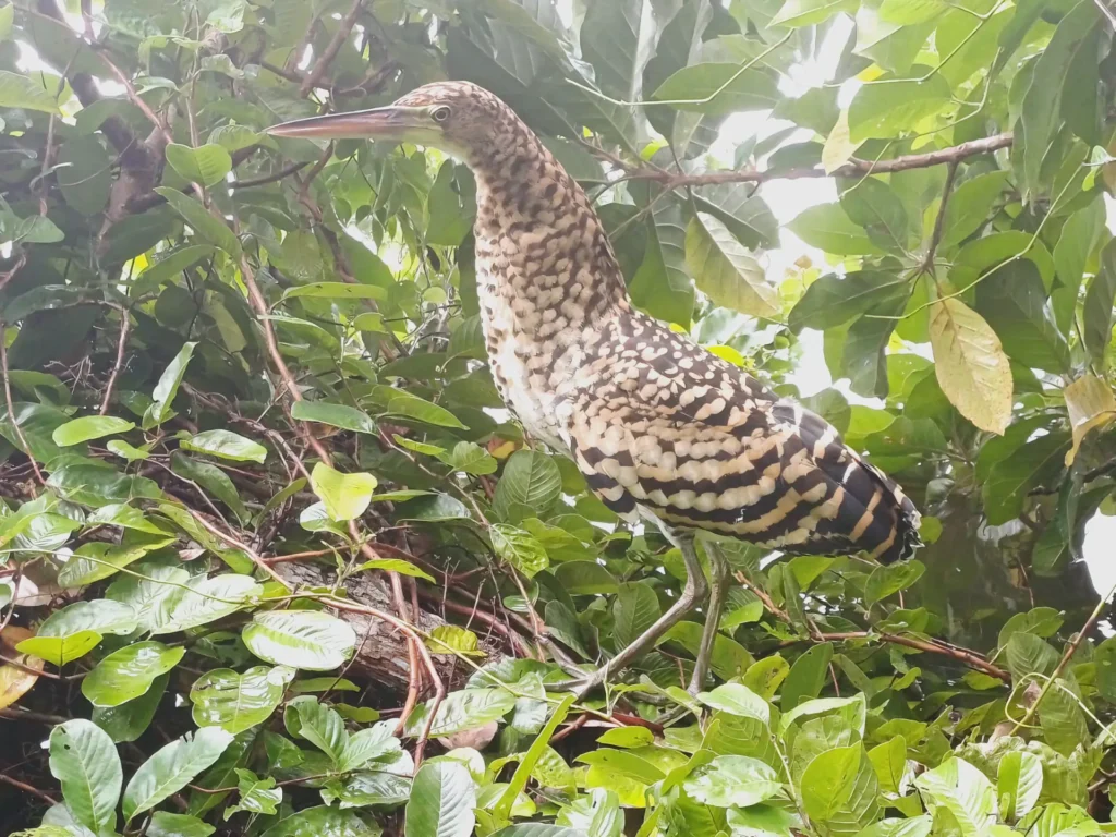 Fauna de la Reserva Nacional Tambopata