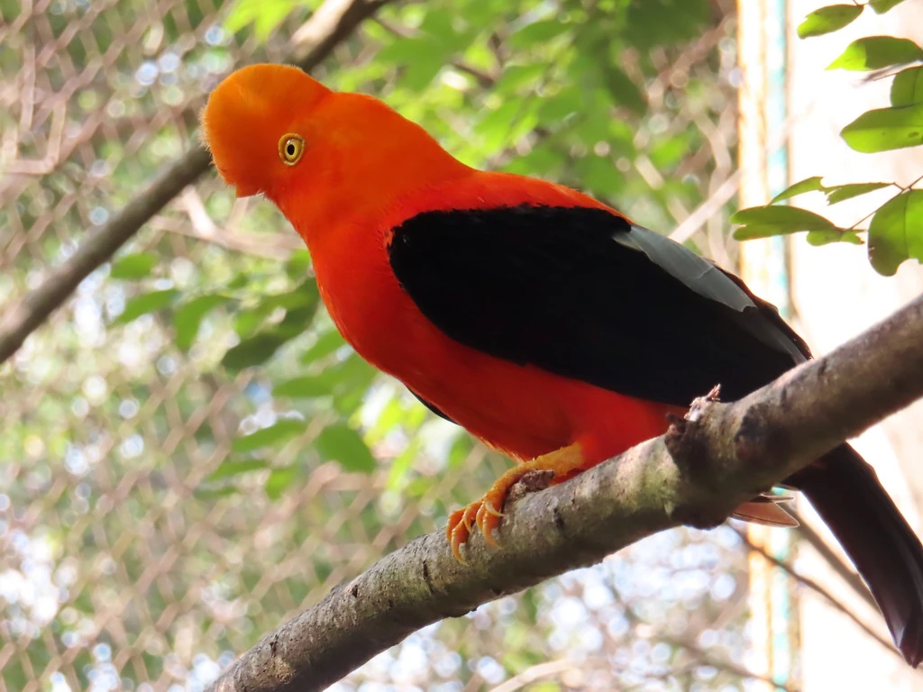 Gallito de las Rocas