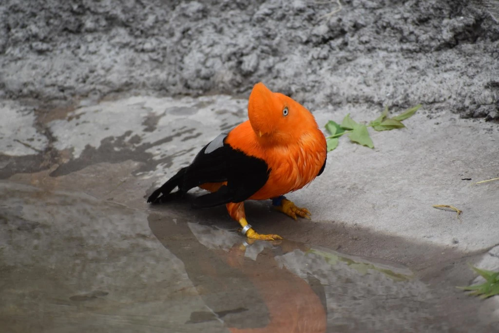 Gallito de las Rocas