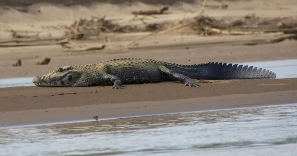Caiman - Manu National Park 7 Days