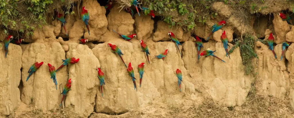 Macaw Clay Lick - Manu National Park 7 Days