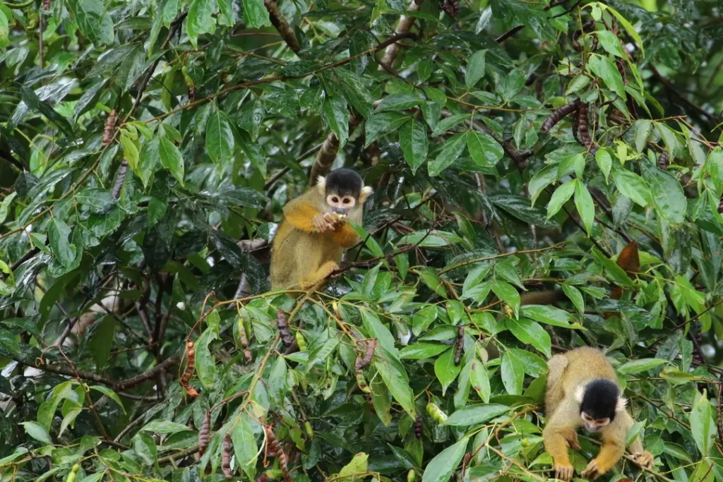 Monkey - Manu National Park 5 Days