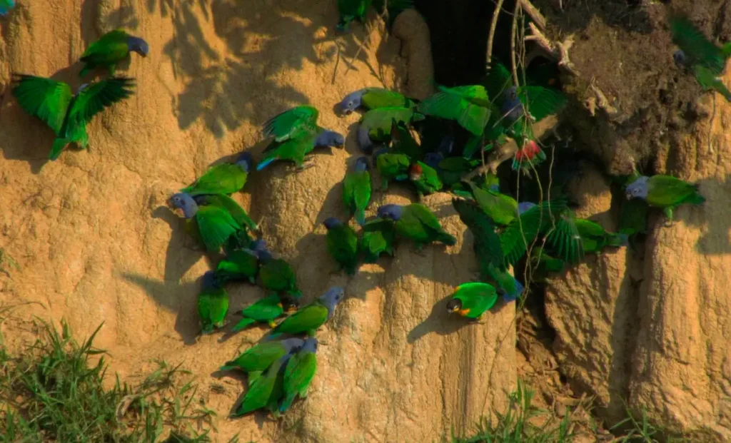 Parrot Clay Lick - Manu National Park