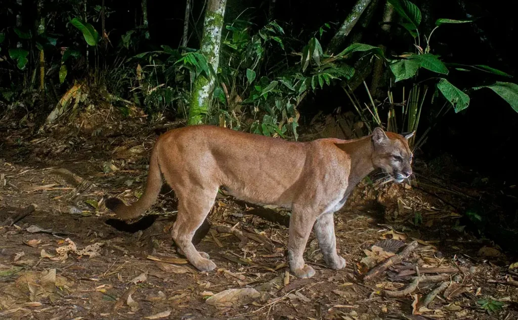 cougar - Manu National Park 7 Days