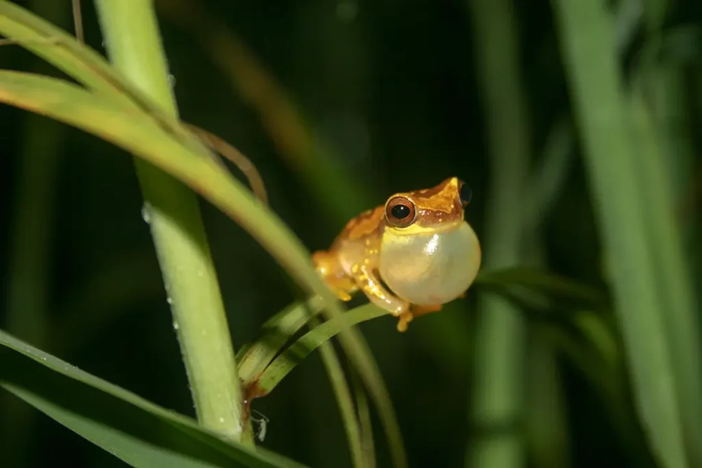 Qué hacer en el Parque Nacional del Manu