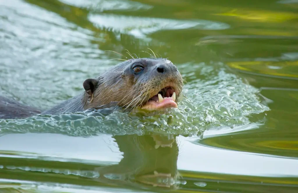 giant oter in manu national park