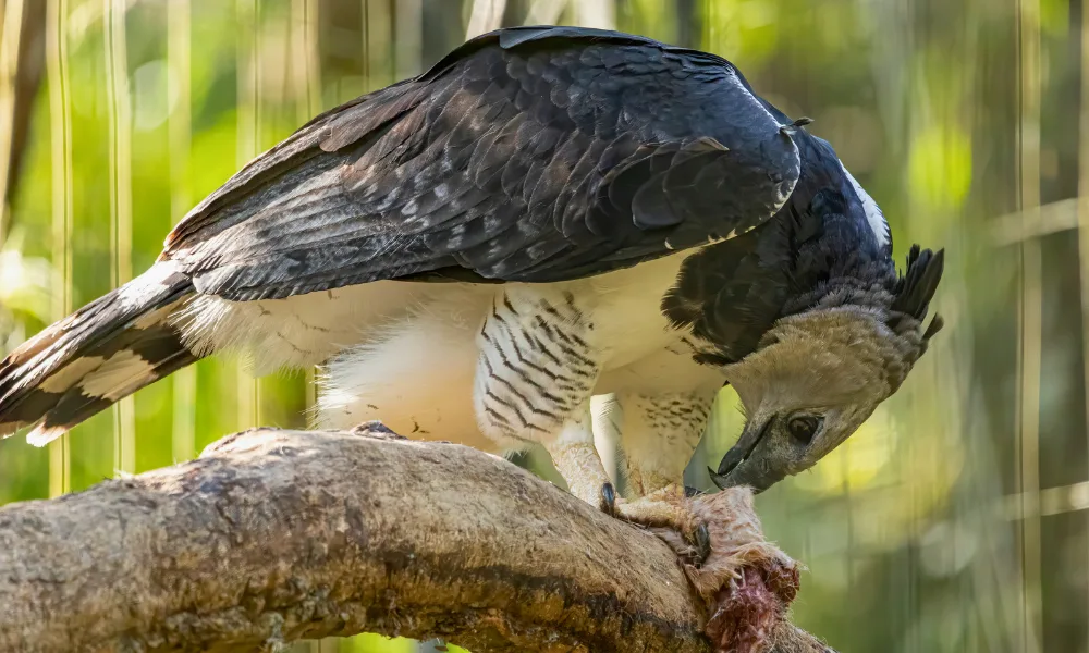 Fauna de la Reserva Nacional Tambopata