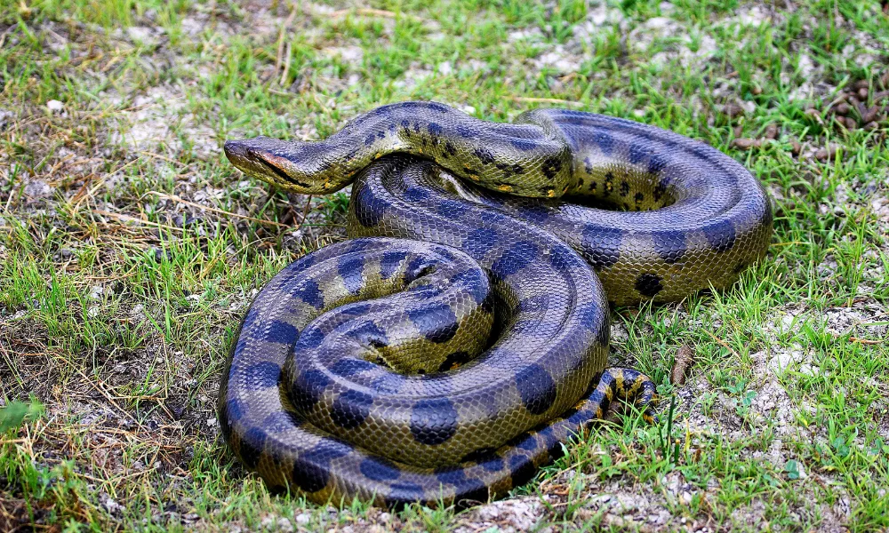 Fauna de la Reserva Nacional Tambopata