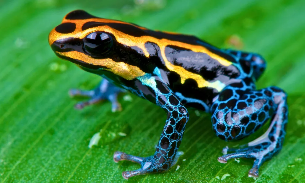 Fauna de la Reserva Nacional Tambopata