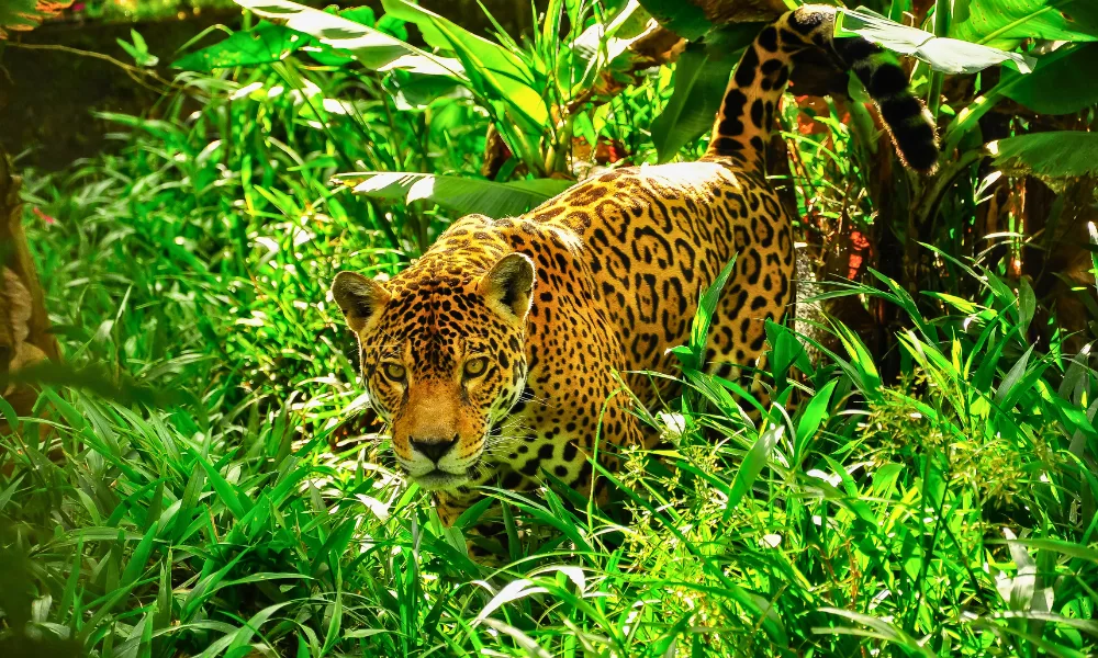 Fauna de la Reserva Nacional Tambopata