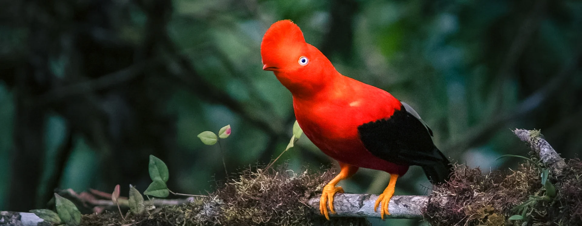 Viagem de Observação da Fauna Silvestre em Manu