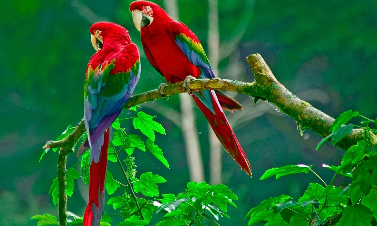 Guacamayo rojo y verde - datos y curiosidades