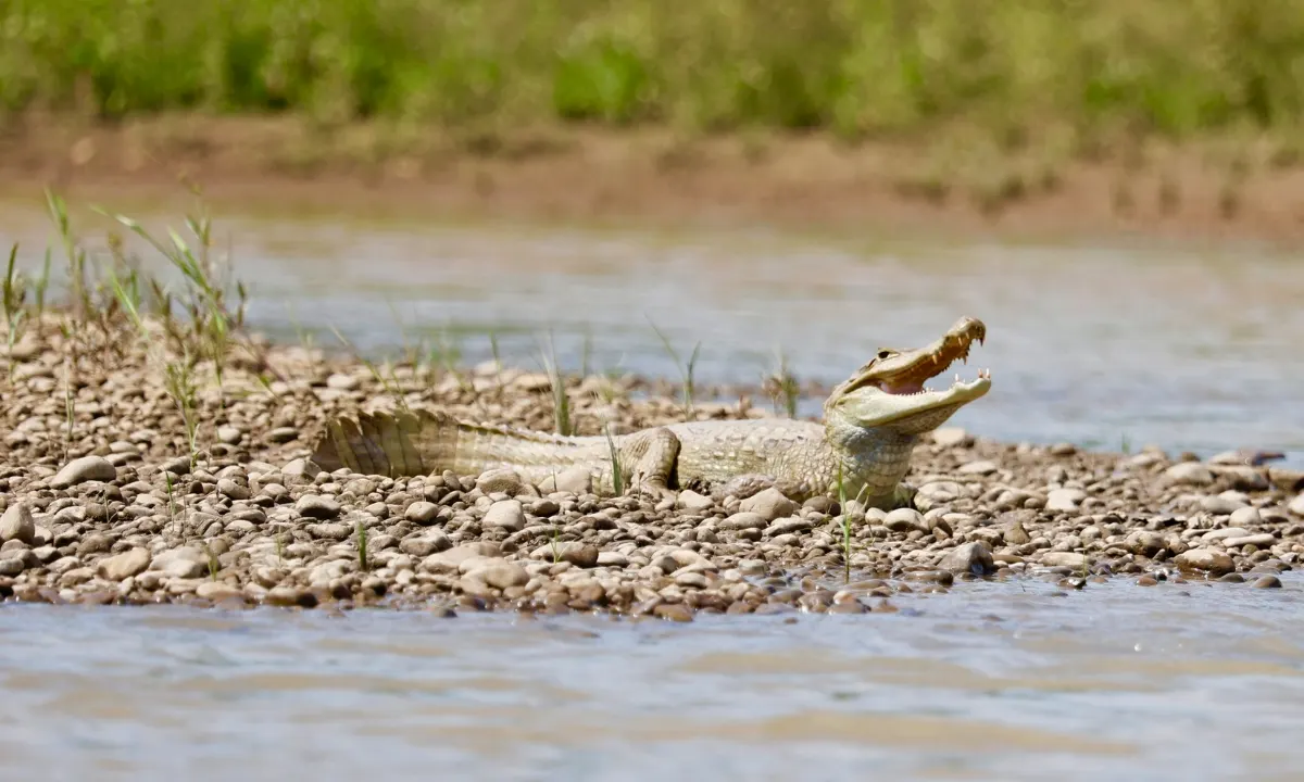 Caiman in the Tambopata jungle