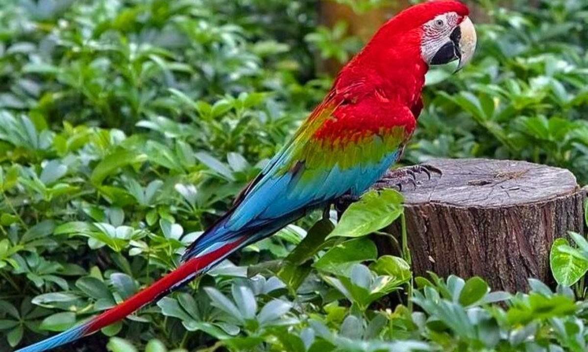 Guacamayo rojo y verde - datos y curiosidades