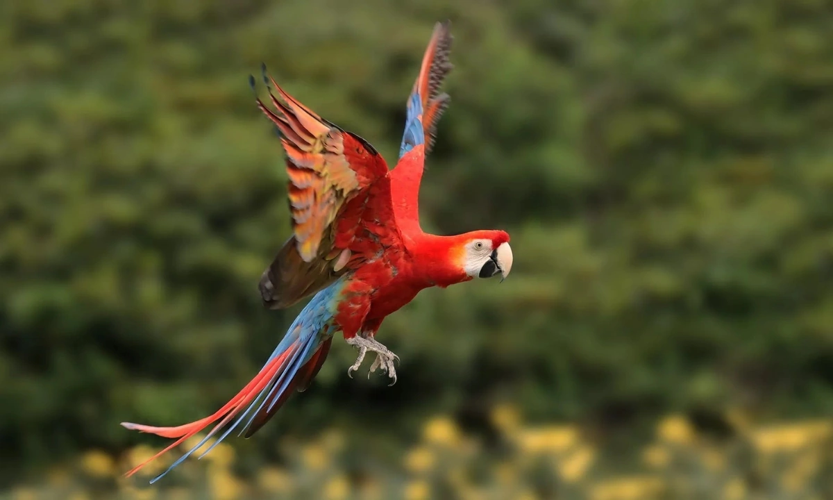 Guacamayo rojo y verde - datos y curiosidades