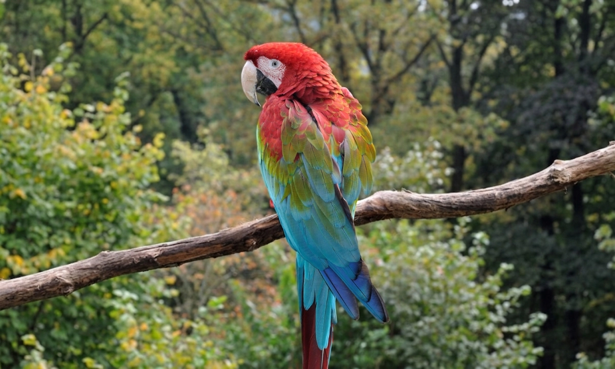 Guacamayo rojo y verde - datos y curiosidades