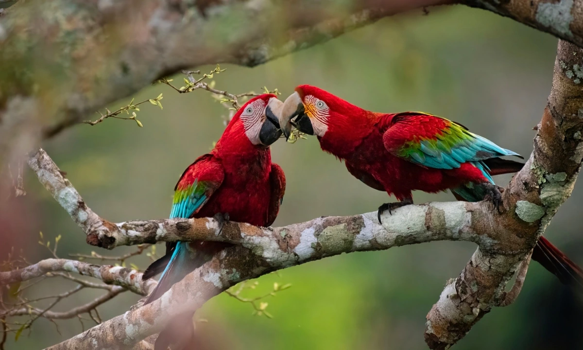 Guacamayo rojo y verde - datos y curiosidades