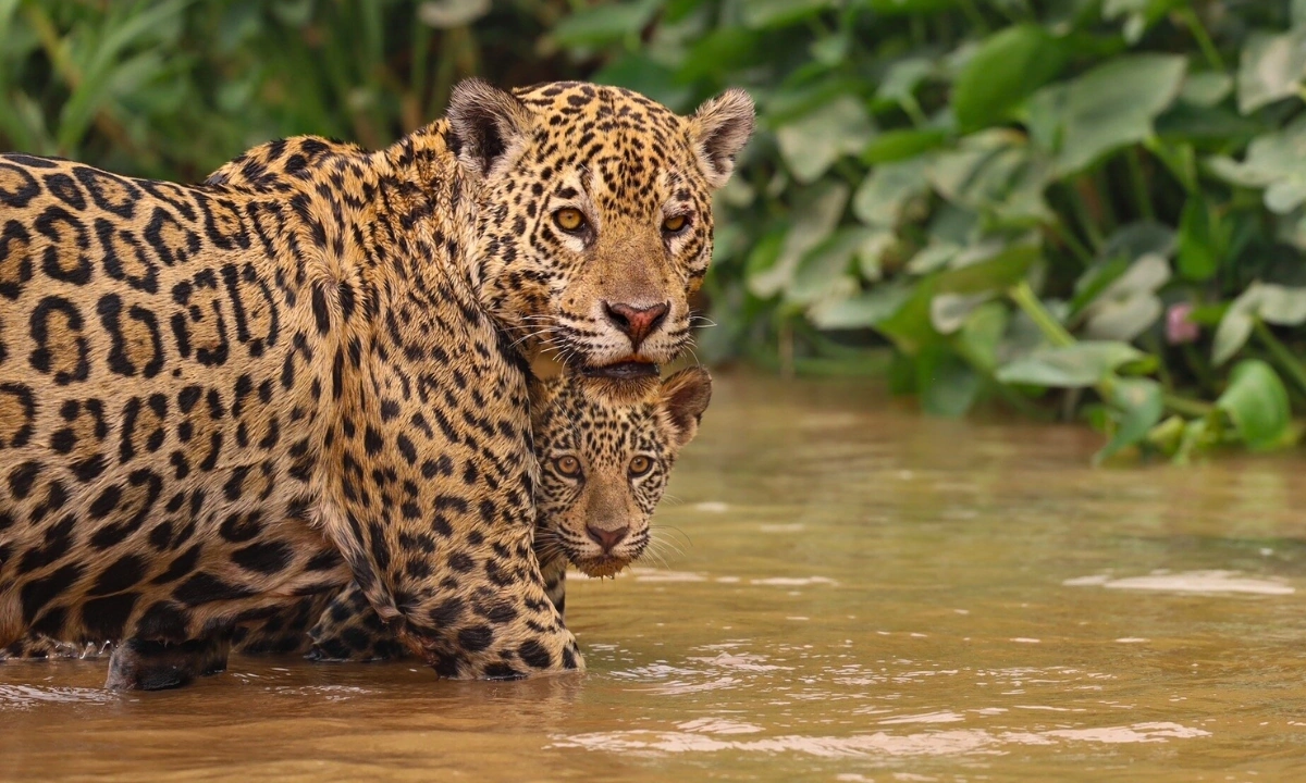 Best Places to See Jaguars in the Amazon: Top Tourist Destinations Best places to see jaguars in the Amazon