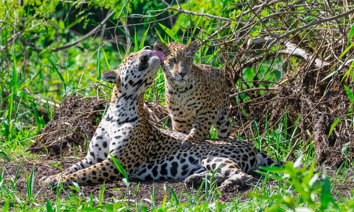 Best Places to See Jaguars in the Amazon: Top Tourist Destinations Best places to see jaguars in the Amazon