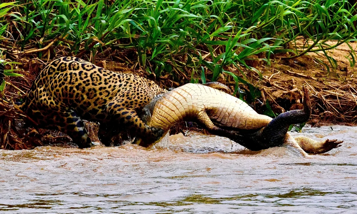 Best Places to See Jaguars in the Amazon: Top Tourist Destinations Best places to see jaguars in the Amazon