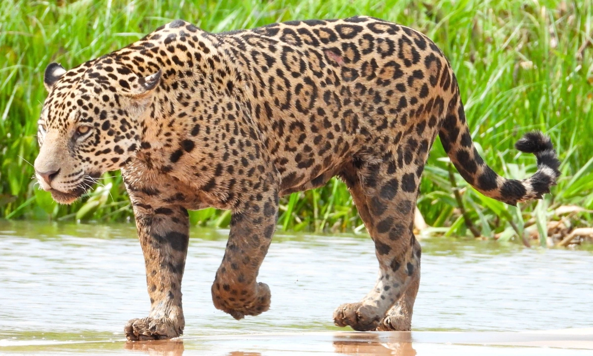 Best Places to See Jaguars in the Amazon: Top Tourist Destinations Best places to see jaguars in the Amazon
