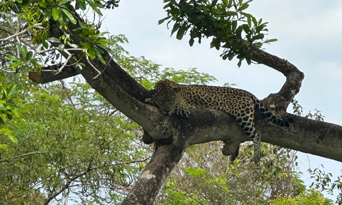Best Places to See Jaguars in the Amazon: Top Tourist Destinations Best places to see jaguars in the Amazon