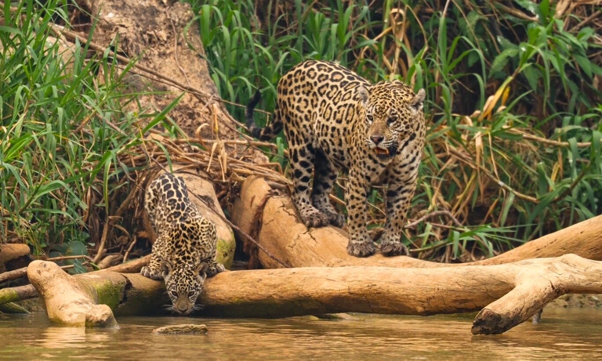 Best Places to See Jaguars in the Amazon: Top Tourist Destinations