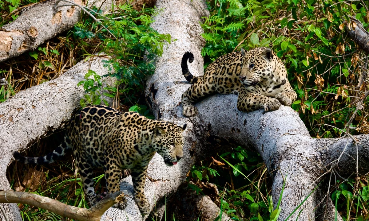 Best Places to See Jaguars in the Amazon: Top Tourist Destinations Best places to see jaguars in the Amazon