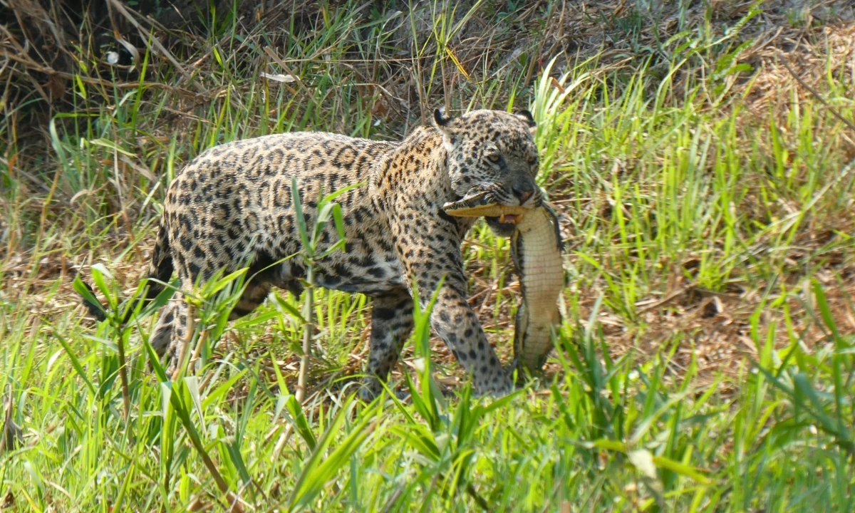 Best Places to See Jaguars in the Amazon: Top Tourist Destinations Best places to see jaguars in the Amazon