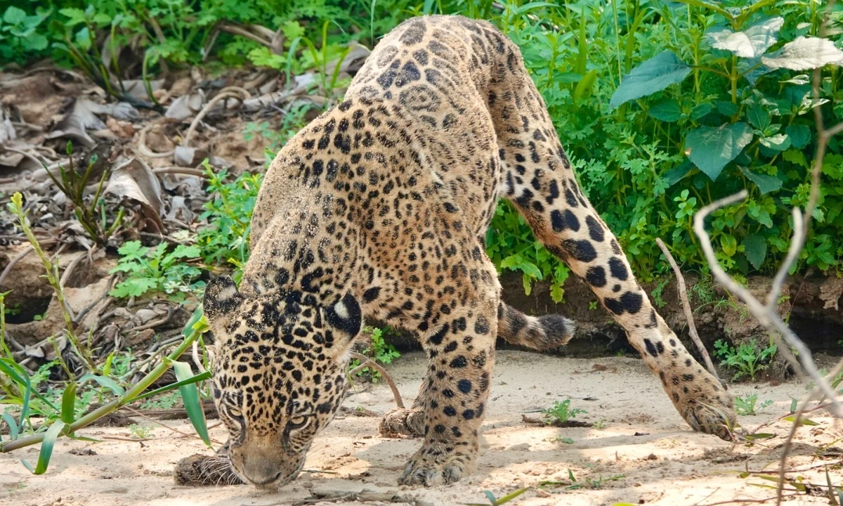 Best Places to See Jaguars in the Amazon: Top Tourist Destinations Best places to see jaguars in the Amazon