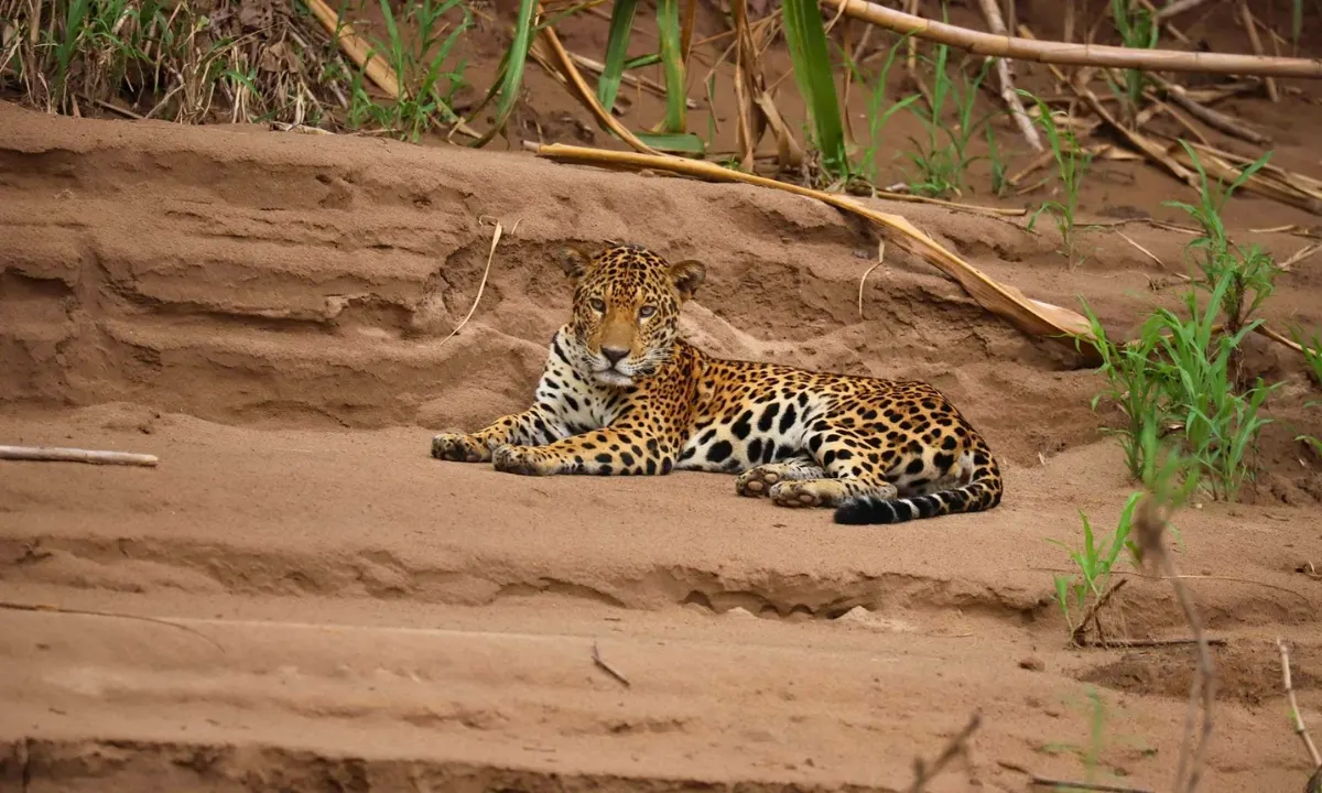 Jaguar in the Tambopata jungle