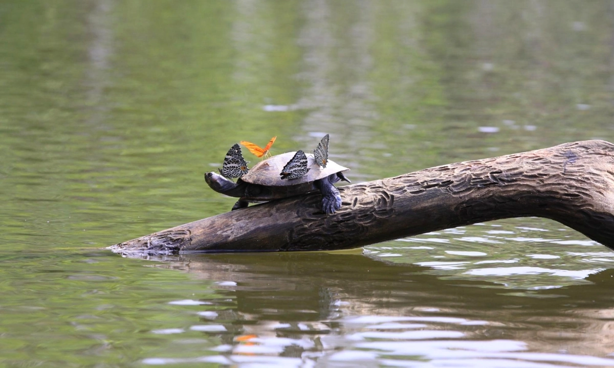 Guía de Viaje al Lago Sandoval